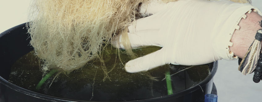 Algues : Plaque Tournante Des Pathogènes Du Cannabis