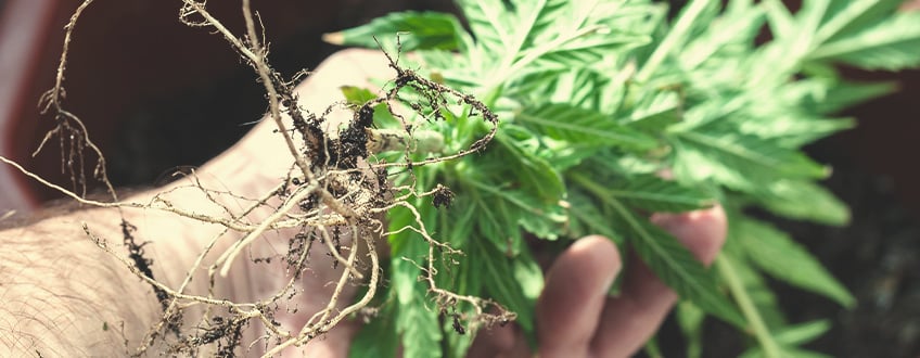 Les Racines De Cannabis Contiennent-Elles Des Cannabinoïdes Ou Des Terpènes ?