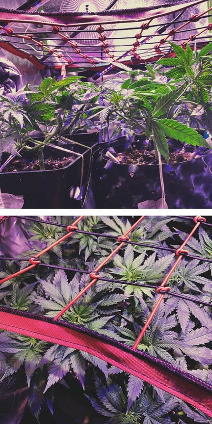 Deux images de plantes poussant à l'intérieur, avec un gros plan du filet qui les soutient.