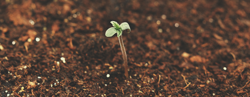 Comment Éviter Que Les Plantules De Cannabis S’étirent Et Tombent Comment Éviter Que Les Plantules De Cannabis S’étirent Et Tombent