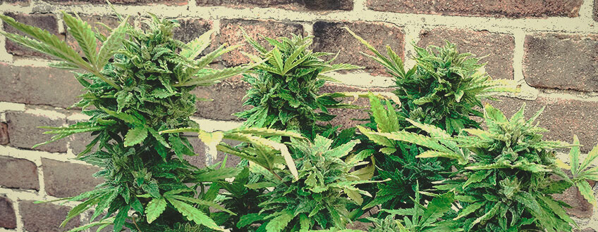 Solomatic CBD Solomatic CBD
