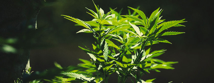 Comment Déplacer Les Plants D’intérieur Dehors Comment Déplacer Les Plants D’intérieur Dehors