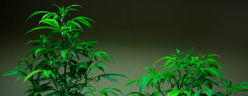 Comparaison Topping Cannabis plant