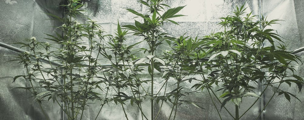 Pourquoi mon plant de cannabis pousse fin et en hauteur ?