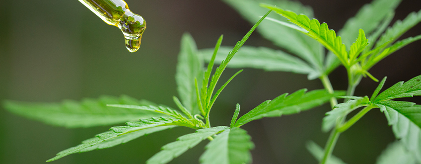 Pourquoi le cannabis produit-il ces substances de manière naturelle ?