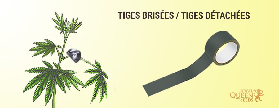 Réparer les tiges cassées et les tiges détachées Réparer les tiges cassées et les tiges détachées