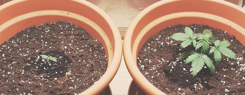Deux jeunes plants de cannabis dans des pots séparés, avec plusieurs feuilles bien développées, prêts à être transplantés.
