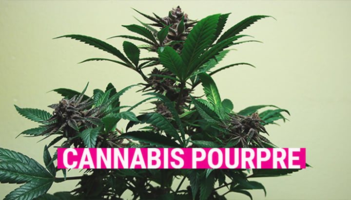 Purple Cannabis