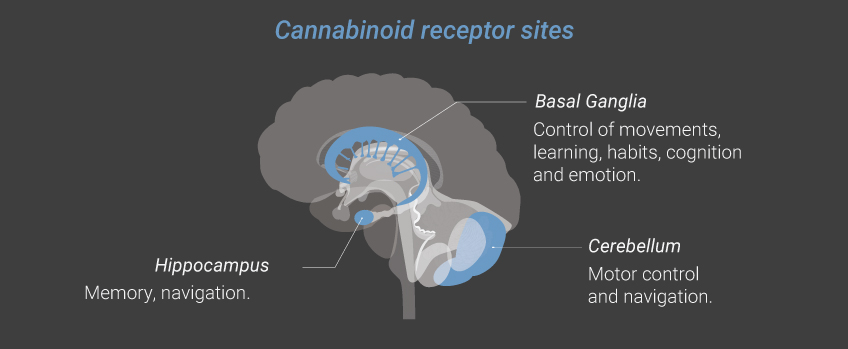 Cannabinoid Receptor Sites Cannabinoid Receptor Sites
