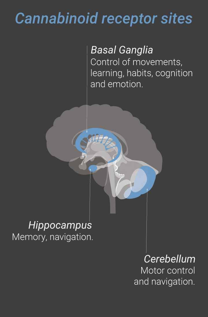 Cannabinoid Receptor Sites