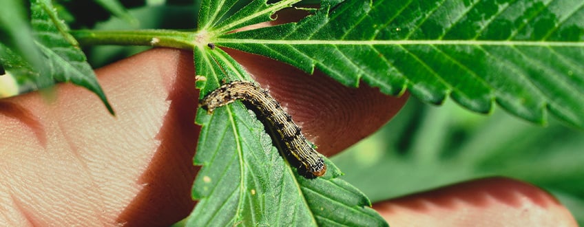 ÉLIMINER LES CHENILLES DES PLANTS DE CANNABIS