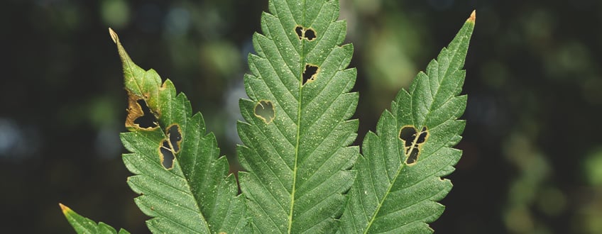 LES CHENILLES VONT-ELLES TUER MES PLANTS DE CANNABIS ?