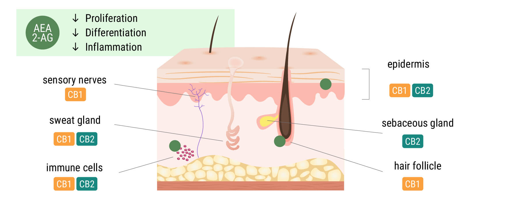 Le système endocannabinoïde dans la peau Le système endocannabinoïde dans la peau