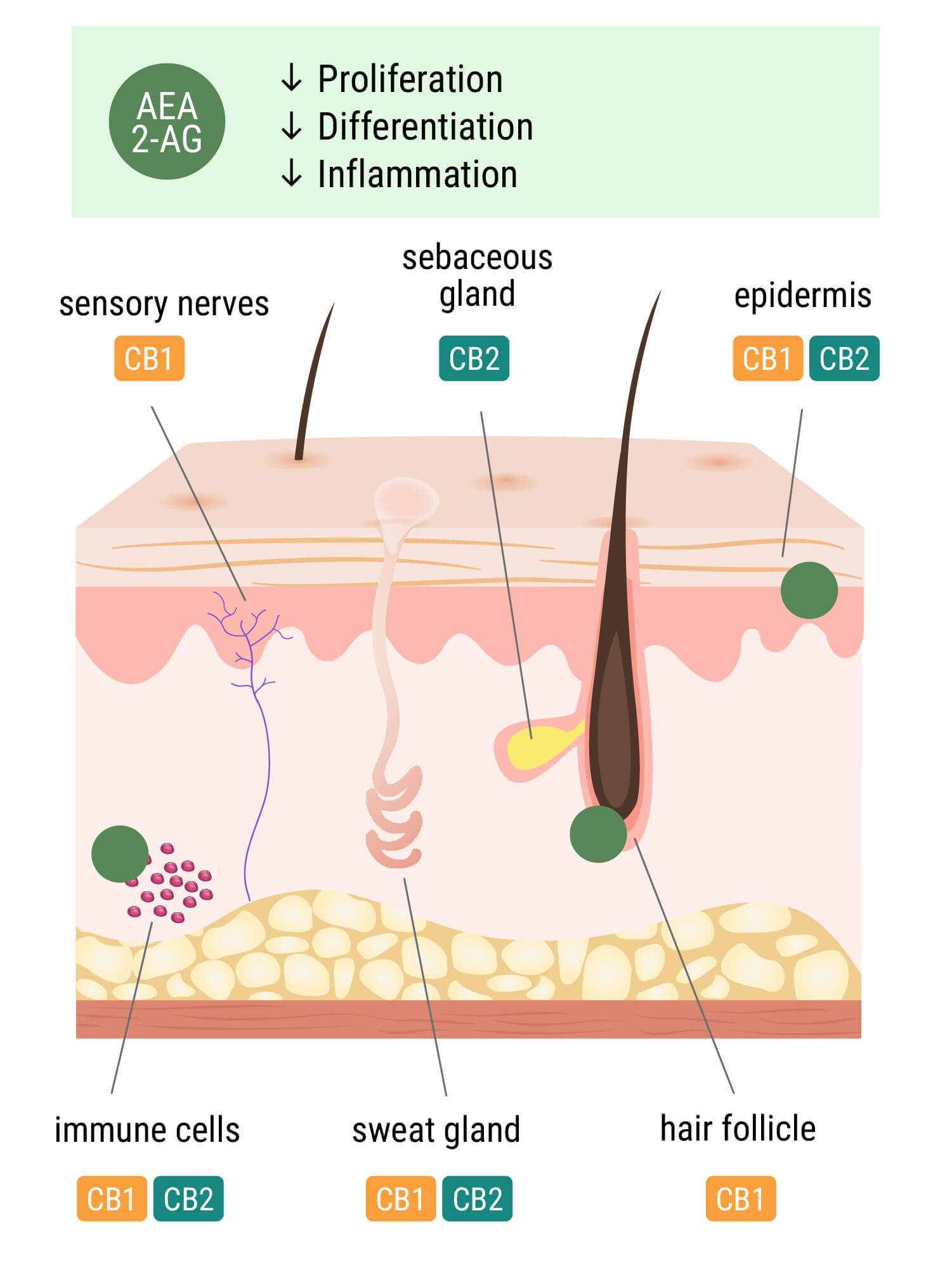 Le système endocannabinoïde dans la peau Le système endocannabinoïde dans la peau