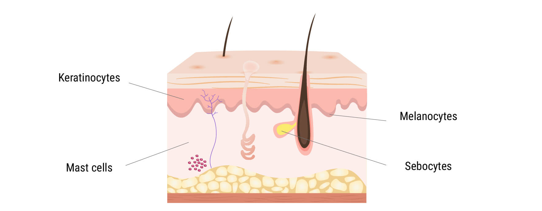 Le système endocannabinoïde dans la peau Le système endocannabinoïde dans la peau