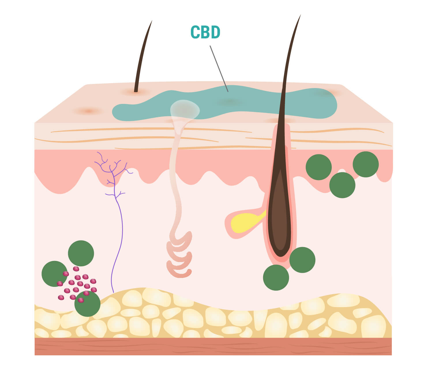 Comment le CBD interagit-il avec la peau