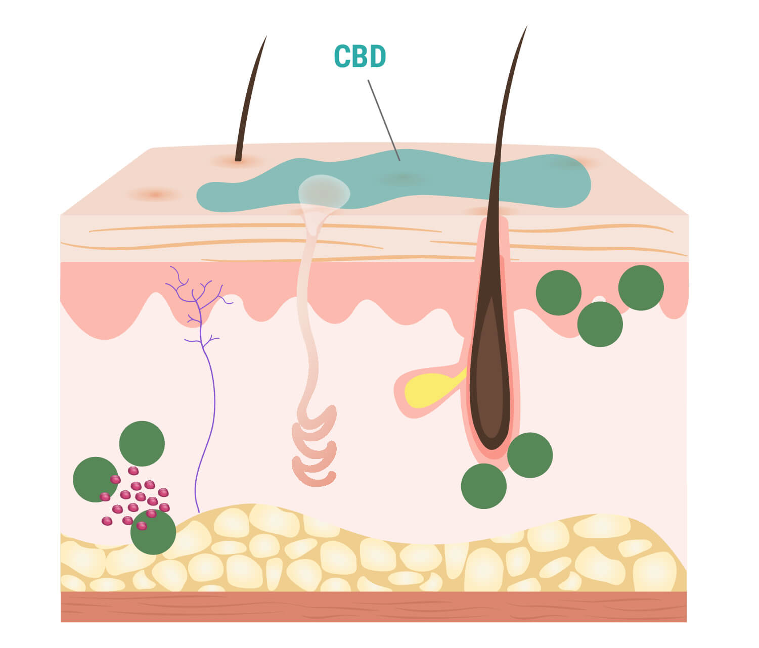 Comment le CBD interagit-il avec la peau Comment le CBD interagit-il avec la peau