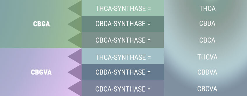 LA BIOSYNTHÈSE CRÉE LES FORMES ACIDES DES CANNABINOÏDES PRIMAIRES