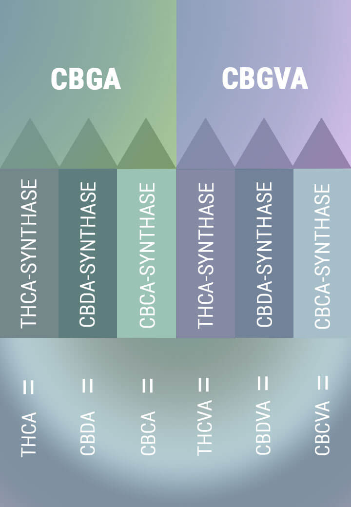 Biosynthèse du CBG