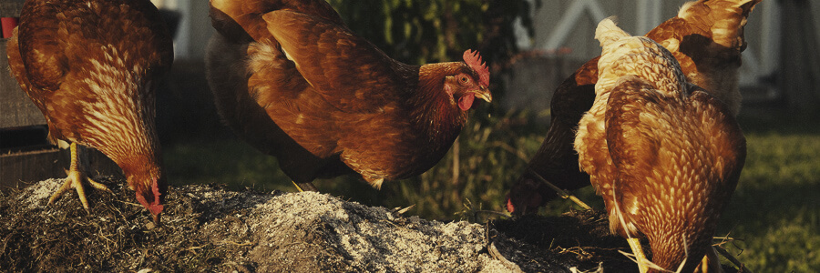 Compost biologique de poulet Compost biologique de poulet