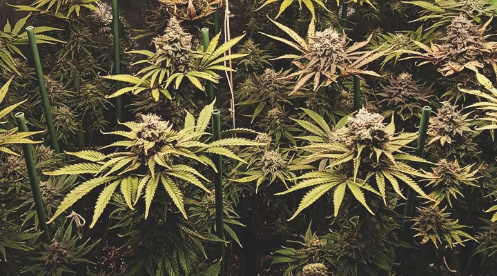 Chocolate Haze Chocolate Haze
