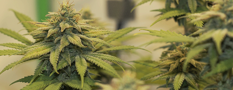 Chocolate Haze Chocolate Haze
