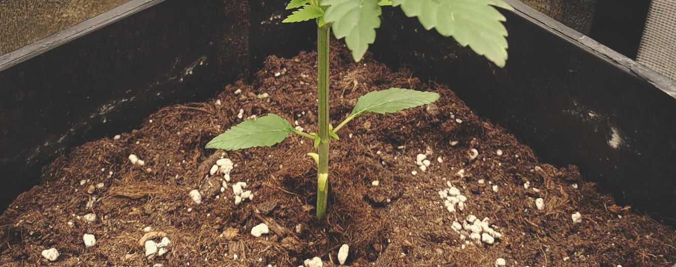 Utiliser la perlite avec de la fibre de coco