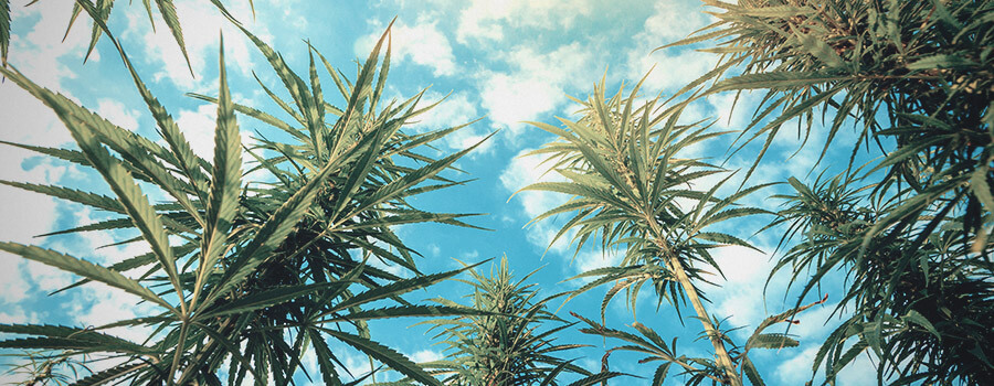 Éviter le Stress Lumineux ou la Revégétation (En Déplaçant vos Plants en Intérieur) Éviter le Stress Lumineux ou la Revégétation (En Déplaçant vos Plants en Intérieur)
