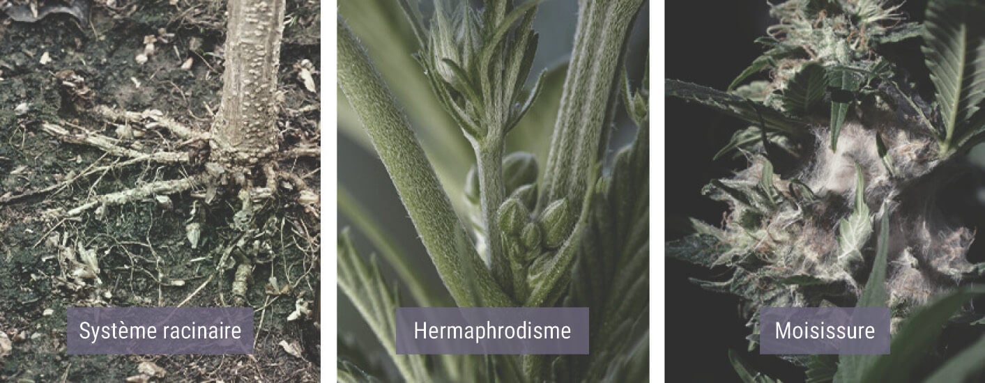 Comment un Climat Froid Affecte les Plants de Cannabis Comment un Climat Froid Affecte les Plants de Cannabis