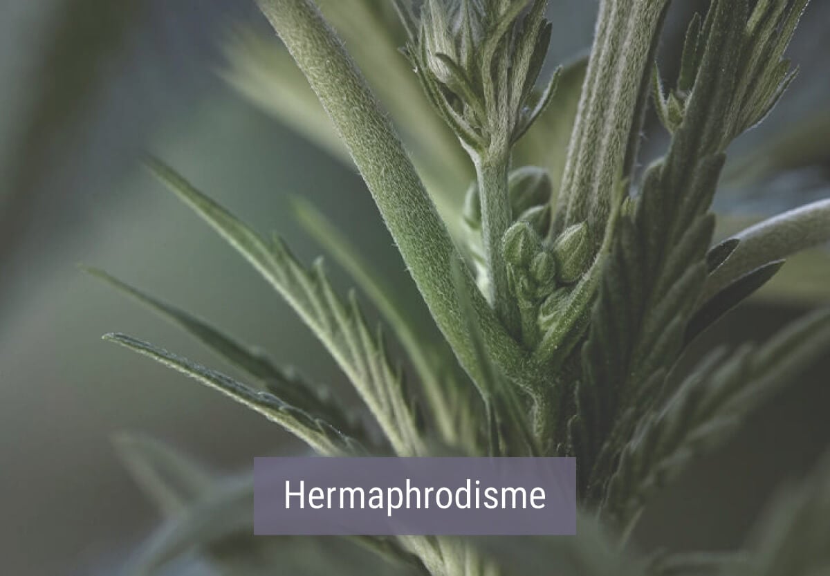 Comment un Climat Froid Affecte les Plants de Cannabis Comment un Climat Froid Affecte les Plants de Cannabis