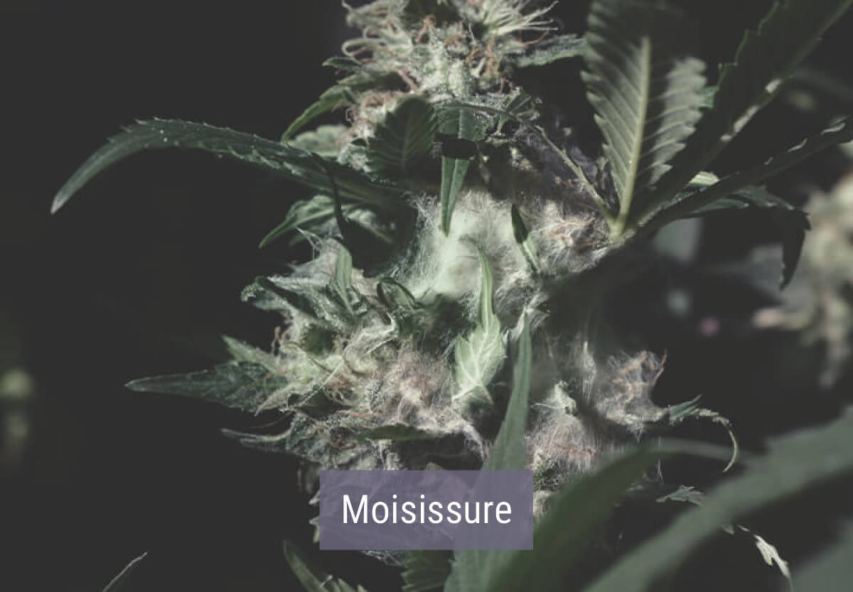 Comment un Climat Froid Affecte les Plants de Cannabis