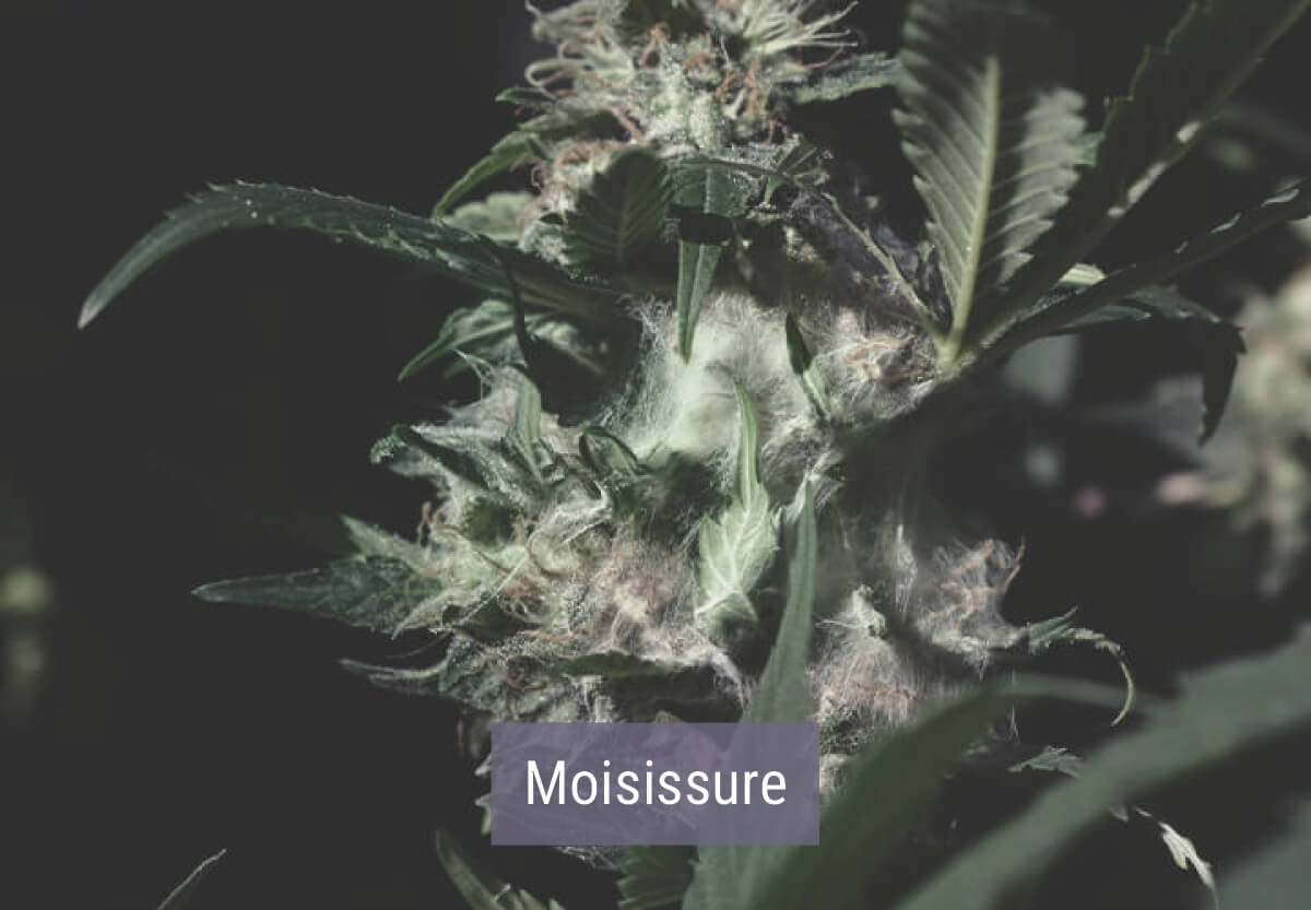 Comment un Climat Froid Affecte les Plants de Cannabis Comment un Climat Froid Affecte les Plants de Cannabis
