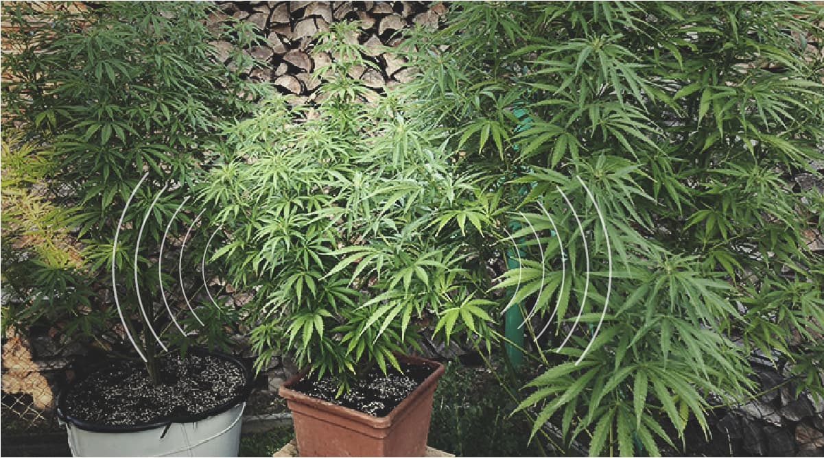 Communication des plantes Communication des plantes