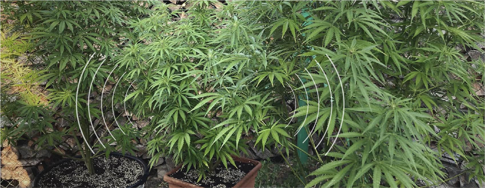 Communication des plantes Communication des plantes