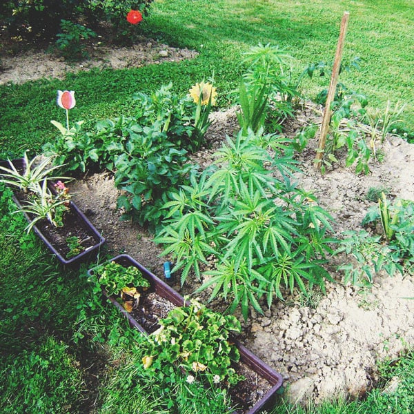 Les Bases de la Culture de Cannabis en Extérieur (Partie 4) Les Bases de la Culture de Cannabis en Extérieur (Partie 4)