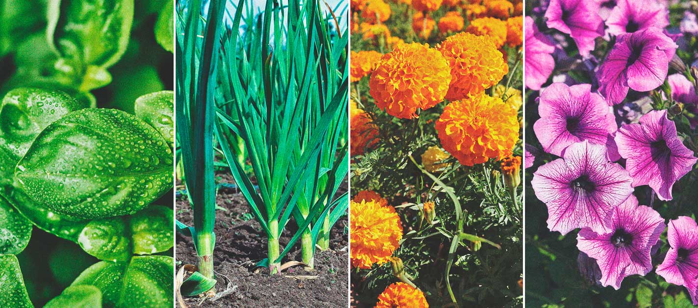 Comment Cultiver De La Super Weed Sur Un Balcon Ou Une Terrasse Comment Cultiver De La Super Weed Sur Un Balcon Ou Une Terrasse