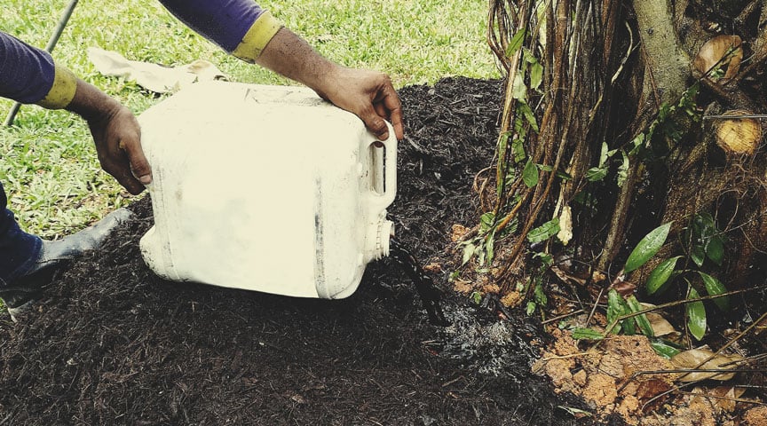 Application du thé de compost