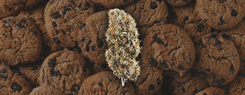 Cookies Genetics Cookies Genetics