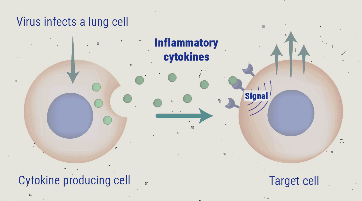 La tempête de cytokines La tempête de cytokines