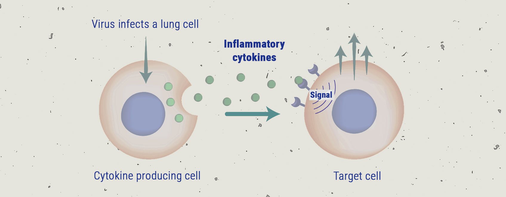 La tempête de cytokines La tempête de cytokines