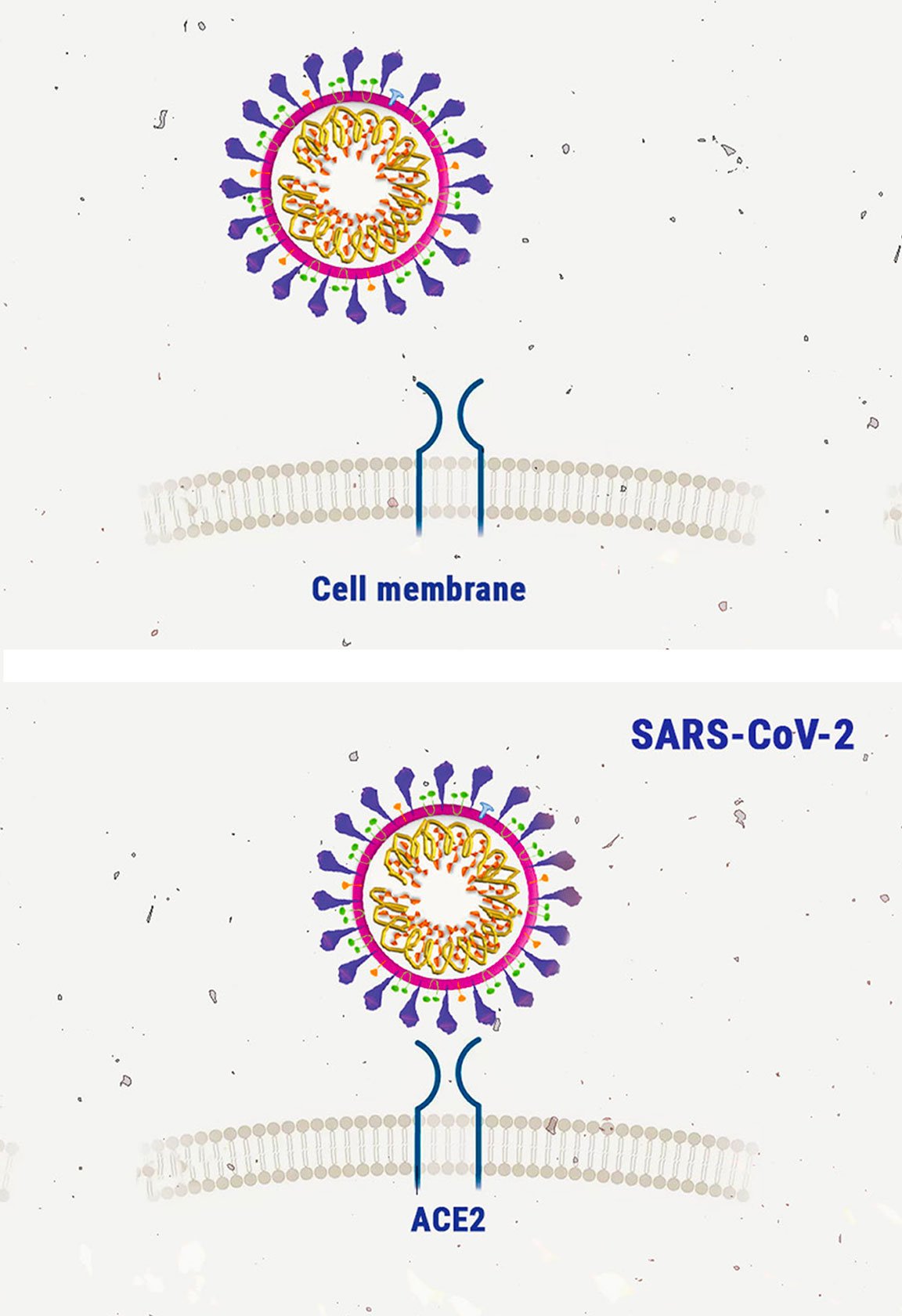 Cannabis et coronavirus : inspection de la recherche Cannabis et coronavirus : inspection de la recherche