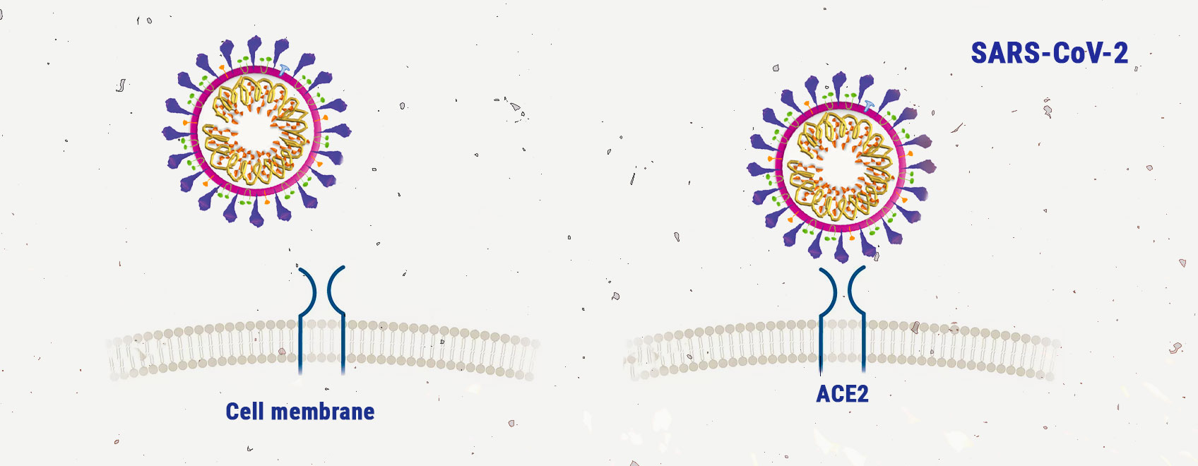 Cannabis et coronavirus : inspection de la recherche Cannabis et coronavirus : inspection de la recherche