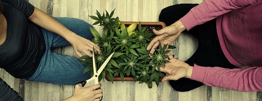 LA WEED PEUT SE RÉVÉLER ÊTRE UN HOBBY COMMUN LA WEED PEUT SE RÉVÉLER ÊTRE UN HOBBY COMMUN
