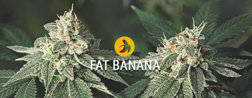 La plus grosse des meilleures banana Kush: Fat Banana