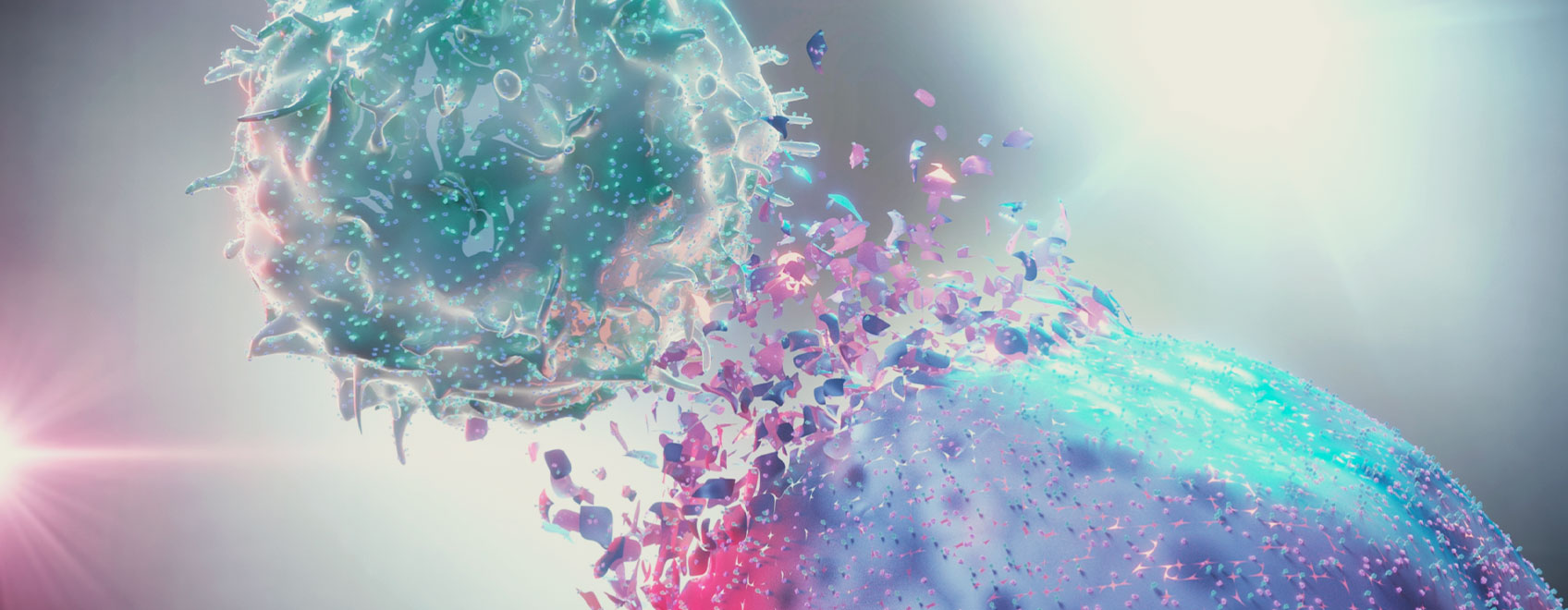Le rôle du système endocannabinoïde dans l’immunité Le rôle du système endocannabinoïde dans l’immunité