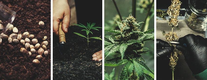 Cannabis Craft : Ce Qu’il Faut Savoir Cannabis Craft : Ce Qu’il Faut Savoir