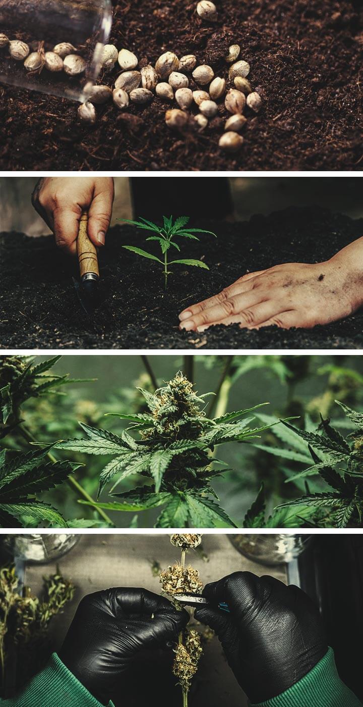 Cannabis Craft : Ce Qu’il Faut Savoir Cannabis Craft : Ce Qu’il Faut Savoir