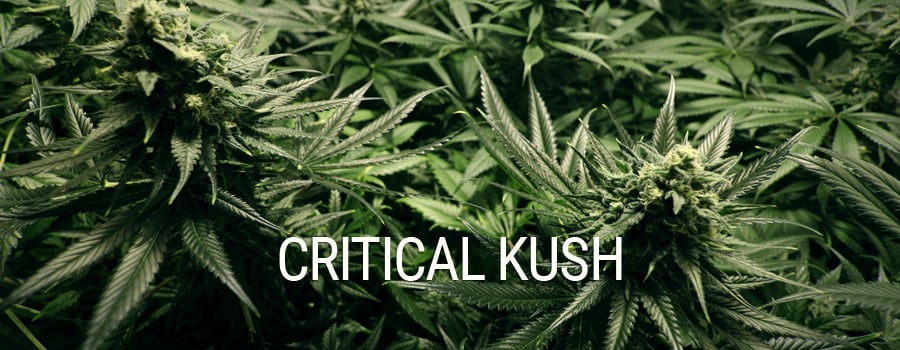 Critical Kush Royal Queen Seeds Indoor Growing