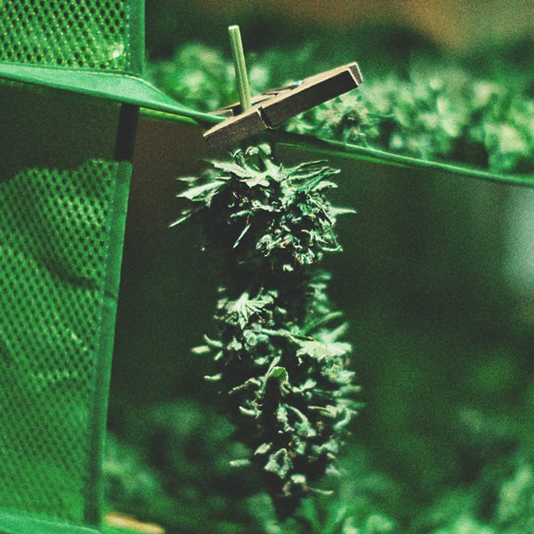 Comment Cultiver De La Super Weed Sur Un Balcon Ou Une Terrasse Comment Cultiver De La Super Weed Sur Un Balcon Ou Une Terrasse