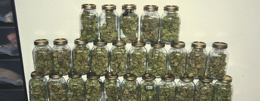 Collection de bocaux en verre remplis de têtes de cannabis séchées, disposés en forme de pyramide.